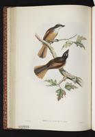 Cinnamon-tailed Fantail plate 31