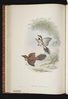 Rufous-backed Fantail plate 30
