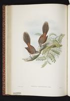Long-tailed Fantail plate 29