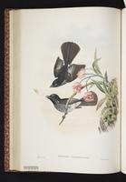 White-winged Fantail plate 28