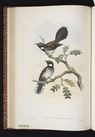 White-bellied Thicket Fantail plate 27
