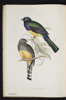 Monograph of the Trogonidae, 1:39