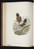 Rufous Fantail, Rufous-fronted Fantail plate 26