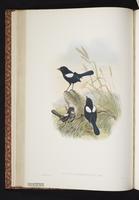 White-shouldered Fairywren plate 25