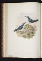 Broad-billed Fairywren plate 24