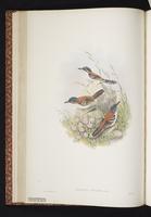 Wallace's Fairywren plate 23