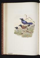 Emperor Fairywren plate 22