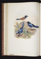 Emperor Fairywren plate 21