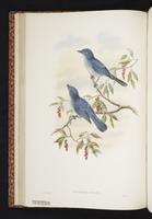 Cerulean Paradise Flycatcher plate 20