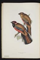 Monograph of the Trogonidae, 1:35