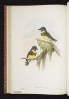 Olive-yellow Robin plate 19
