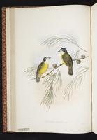 White-faced Robin plate 18