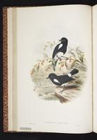 Peneothello bimaculatus  plate 17