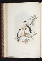 Torrent Flyrobin plate 16