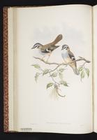 Heteromyias cinereifrons  plate 15