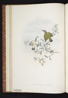 Gerygone chloronotus plate 14