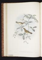 Yellow-bellied Gerygone plate 13