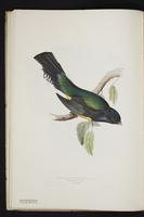 Monograph of the Trogonidae, 1:31