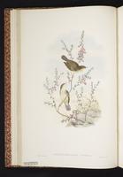 Yellow-bellied Gerygone plate 12