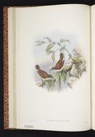 Plain Gerygone plate 11