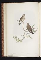 Jacky Winter plate 10