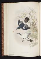 White-browed Triller plate 9