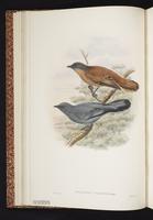 Black-tipped Cicadabird plate 8