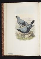 Black-bellied Cuckooshrike plate 7