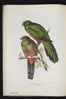 Monograph of the Trogonidae, 1:27