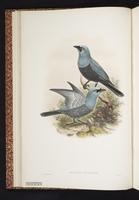 Barred Cuckooshrike plate 6