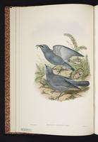 Barred Cuckooshrike plate 5