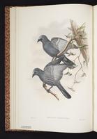 Barred Cuckooshrike plate 4