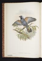 Stout-billed Cuckooshrike plate 3