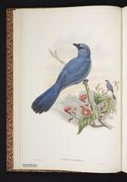 Cerulean Cuckooshrike plate 2