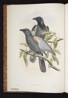 Wallacean Cuckooshrike         plate 1