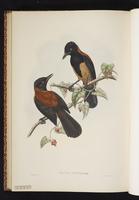 Puff-backed Honeyeater plate 56