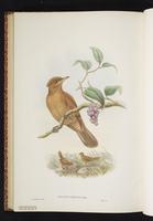 Variable Pitohui plate 55