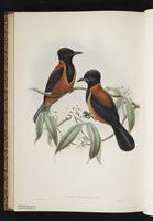 Variable Pitohui plate 54
