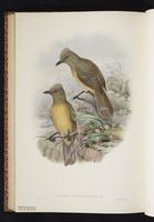 Variable Pitohui plate 53