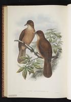 Rusty Pitohui plate 52