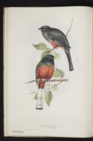 Monograph of the Trogonidae, 1:19