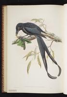 Long-billed Honeyeater plate 51