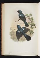 Pygmy Drongo plate 50