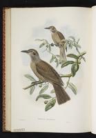 Tanimbar Oriole plate 49