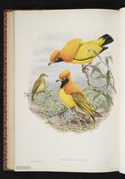 Flame Bowerbird, Masked Bowerbird plate 48