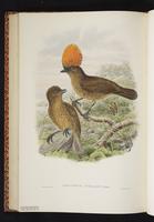 Streaked Bowerbird plate 47