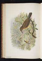 Vogelkop Bowerbird plate 46