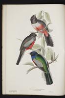 Monograph of the Trogonidae, 1:15