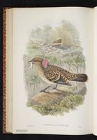Western Bowerbird plate 45