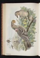 Chlamydera nuchalis orientalis plate 44